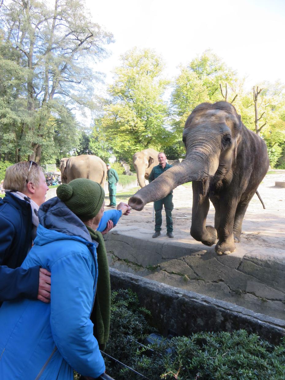 Reinhard füttert einen Elephanten