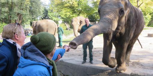 Reinhard füttert einen Elephanten